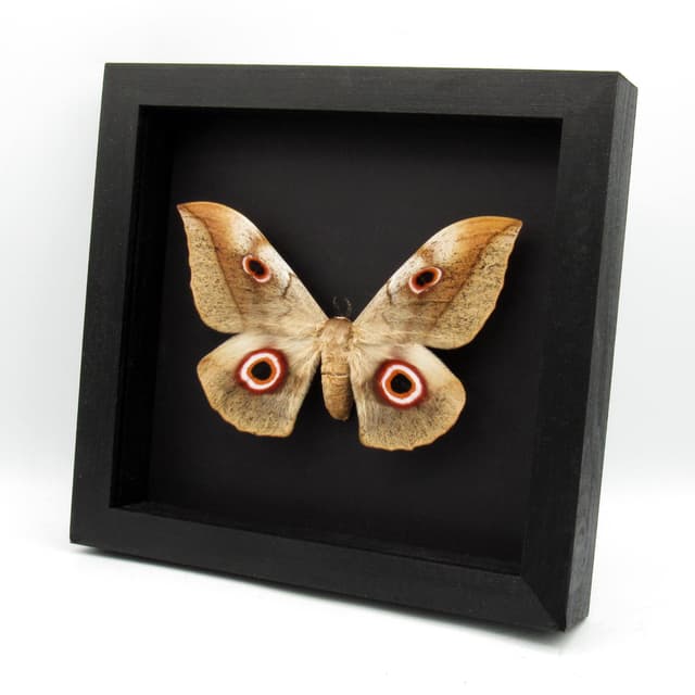 Rare XXL Saturn moth framed taxidermy - Lobobunaea christyi molleti - Massive 6.5 inch wingspan