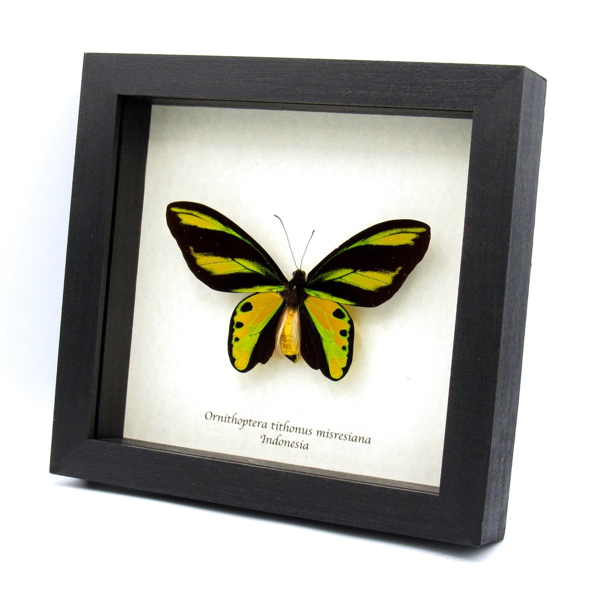 Very rare Tithonus Birdwing butterfly specimen - Ornithoptera tithonus misresiana - large and Pristine!