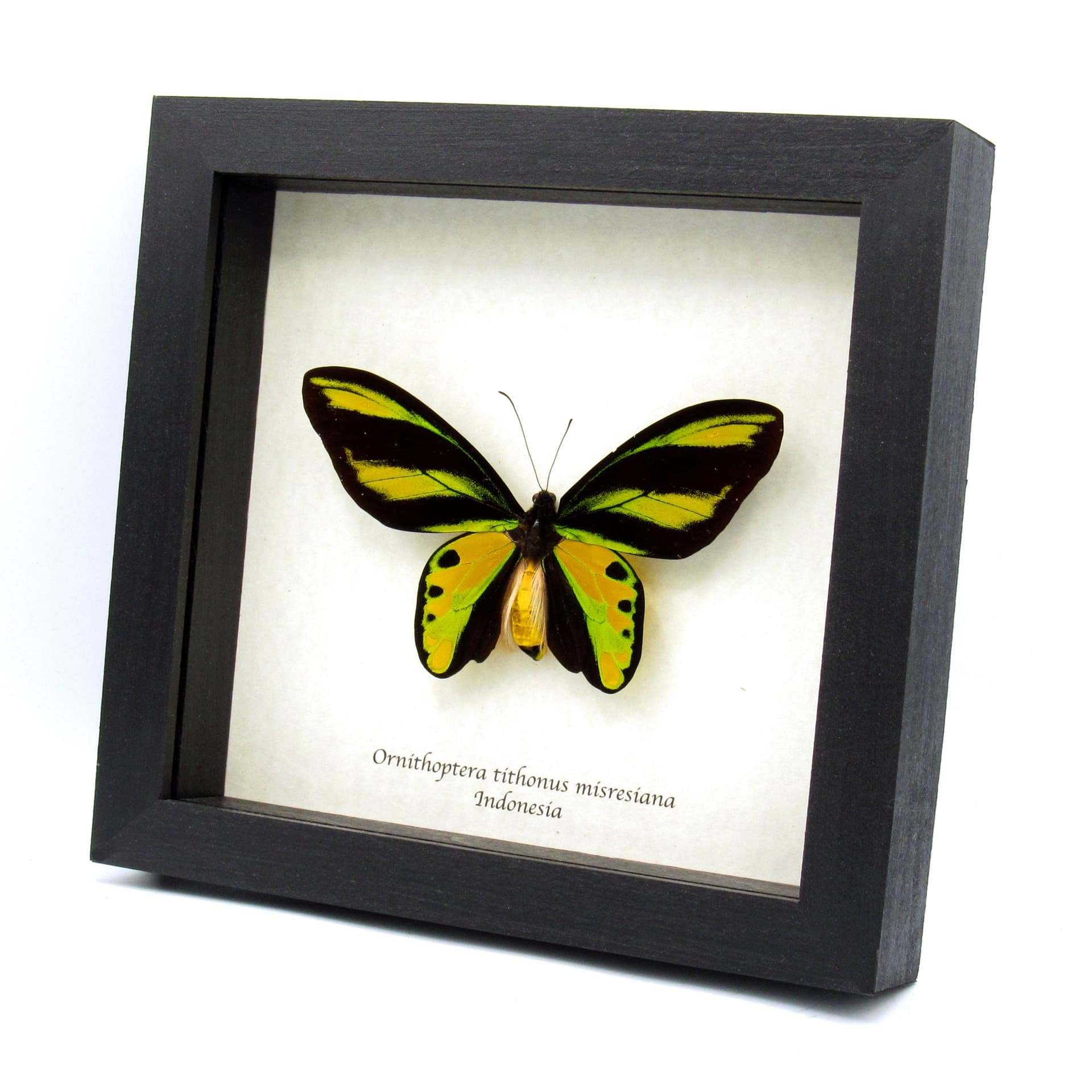 Very rare Tithonus Birdwing butterfly specimen - Ornithoptera tithonus misresiana - large and Pristine!