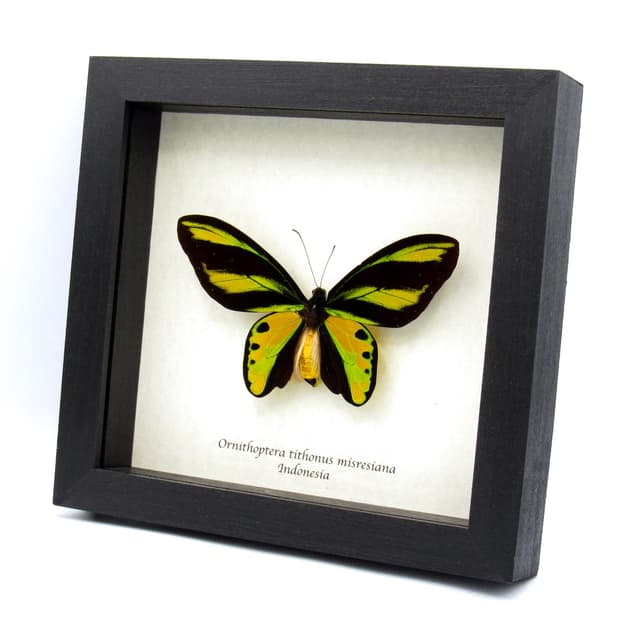 Very rare Tithonus Birdwing butterfly specimen - Ornithoptera tithonus misresiana - large and Pristine!