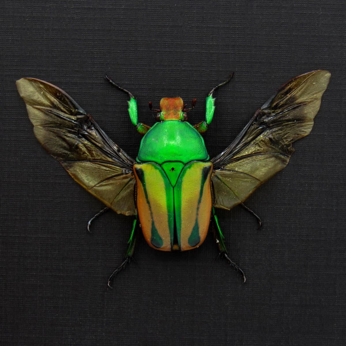 Real green Scarab beetle framed taxidermy - Coelorrhina hornimani - female