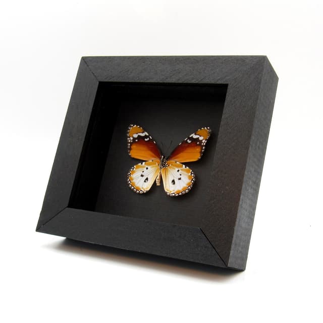 Real African Queen butterfly framed taxidermy - Danaus chrysippus