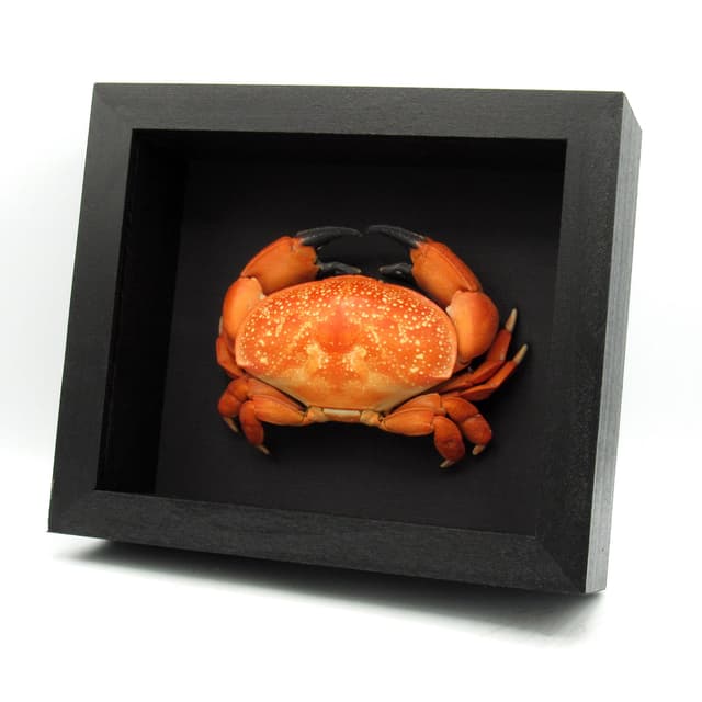 Real Bashful Crab framed taxidermy - Atergatis integerrimus