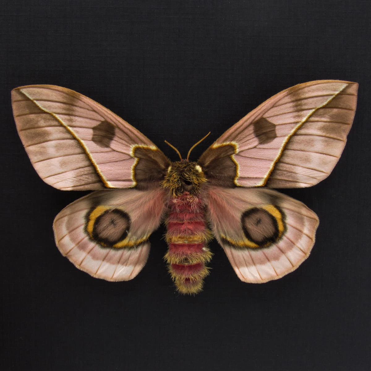 Rare pink Saturn moth framed taxidermy - Automeris frankae - large female