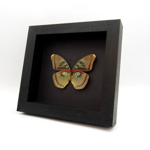 Real African Forester butterfly framed taxidermy - Euphaedra caerulescens - female