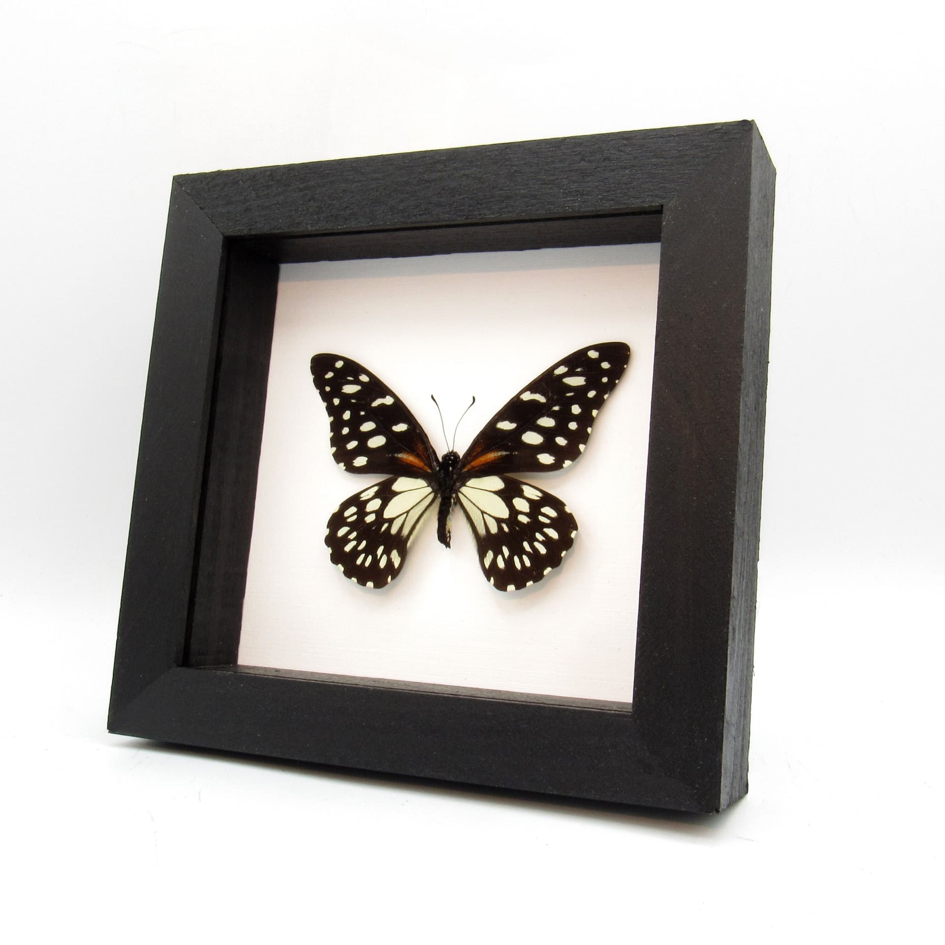 Rare Regal Swallowtail butterfly framed taxidermy - Papilio rex
