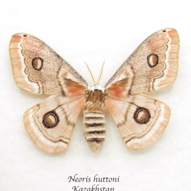 Real white Saturn moth framed taxidermy - Neoris huttoni - large female