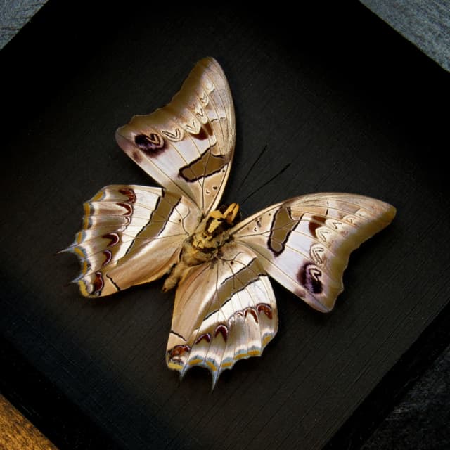 Real pearlescent butterfly framed taxidermy - Polyura schreiber