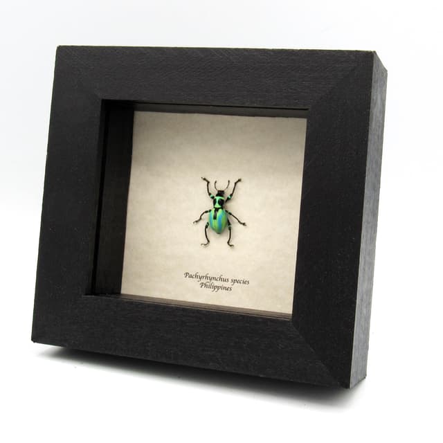 Very rare real weevil beetle framed specimen - Pachyrhynchus species