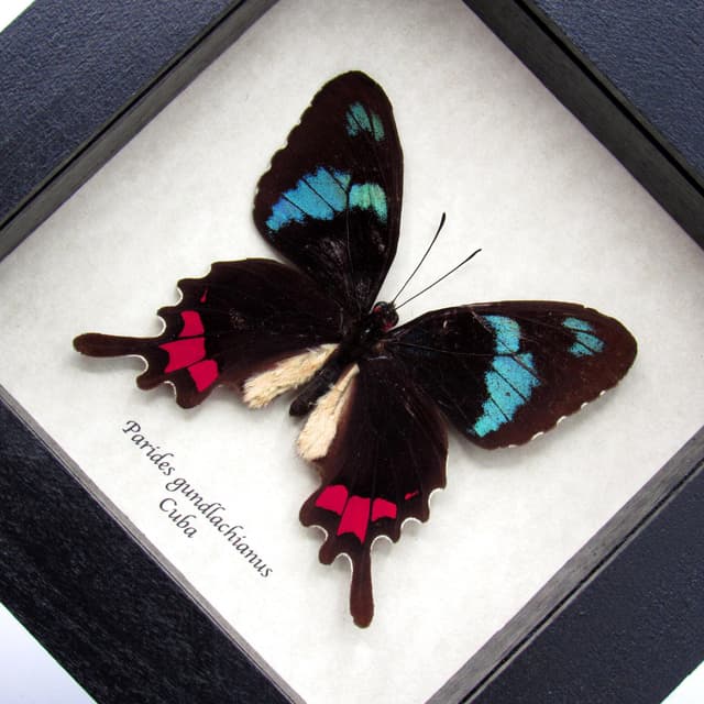 Very rare real blue Cattleheart butterfly framed taxidermy - Parides gundlachianus - minor damage