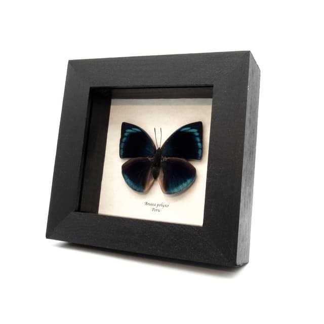 Real iridescent blue butterfly framed taxidermy - Anaea polyxo