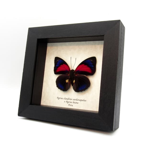 Stunning real hybrid Agrias butterfly framed taxidermy - Agrias claudina sardanapalus x Agrias beata