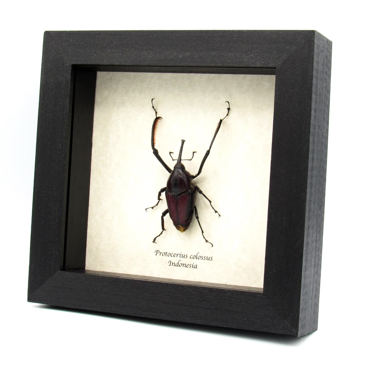 Real Giant Weevil beetle framed taxidermy - Protocerius colossus