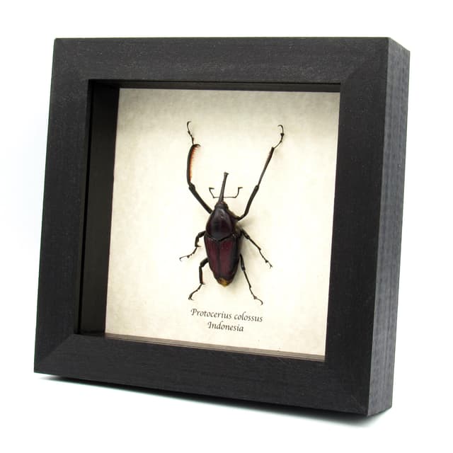 Real Giant Weevil beetle framed taxidermy - Protocerius colossus