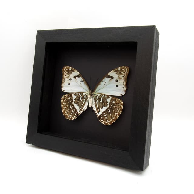 Rare pale green opalescent Mint Morpho butterfly framed taxidermy - Morpho catenaria - dark form female