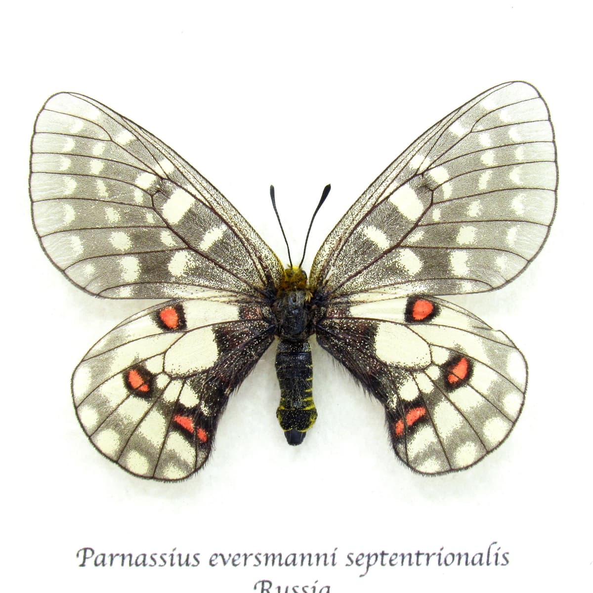 Rare White butterfly framed taxidermy - Parnassius eversmanni septentrionalis