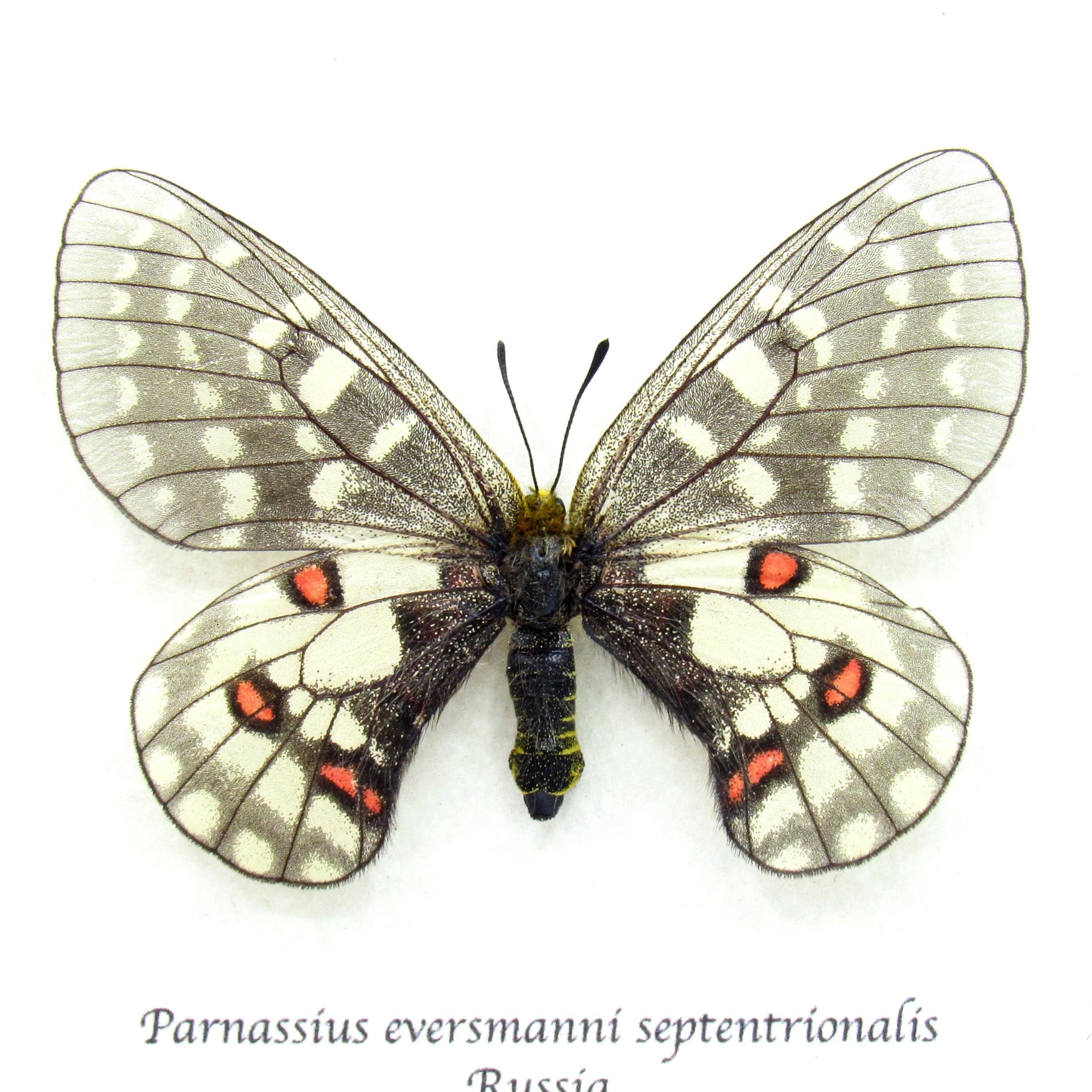 Rare White butterfly framed taxidermy - Parnassius eversmanni septentrionalis