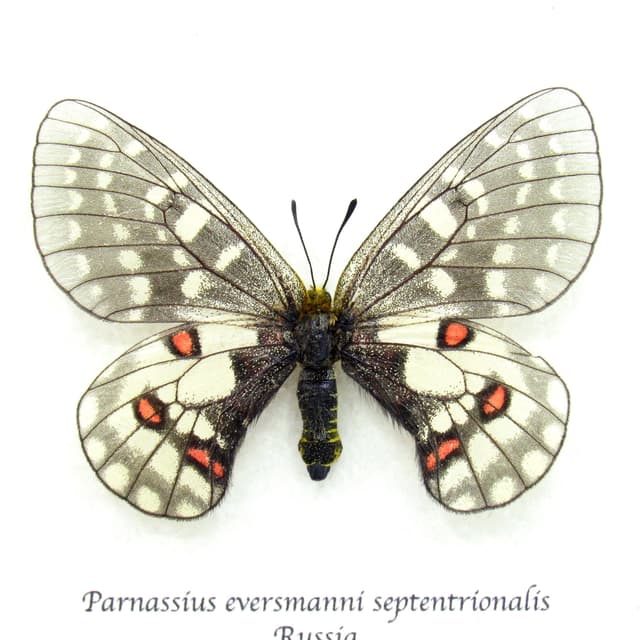 Rare White butterfly framed taxidermy - Parnassius eversmanni septentrionalis
