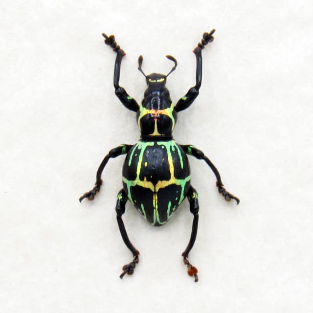 Real metallic weevil beetle framed specimen - Pachyrhynchus phaleratus - large female