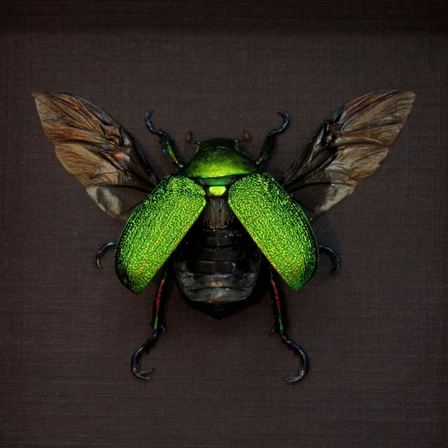 Real metallic green Frog beetle framed taxidermy - Chrysophora chrysochlora - female