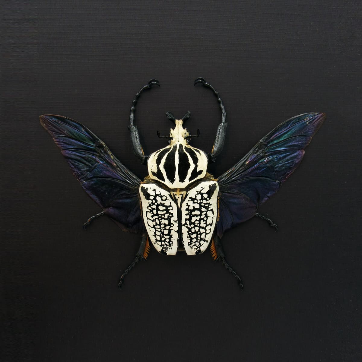 Real XL Flower Beetle framed taxidermy - Goliathus orientalis