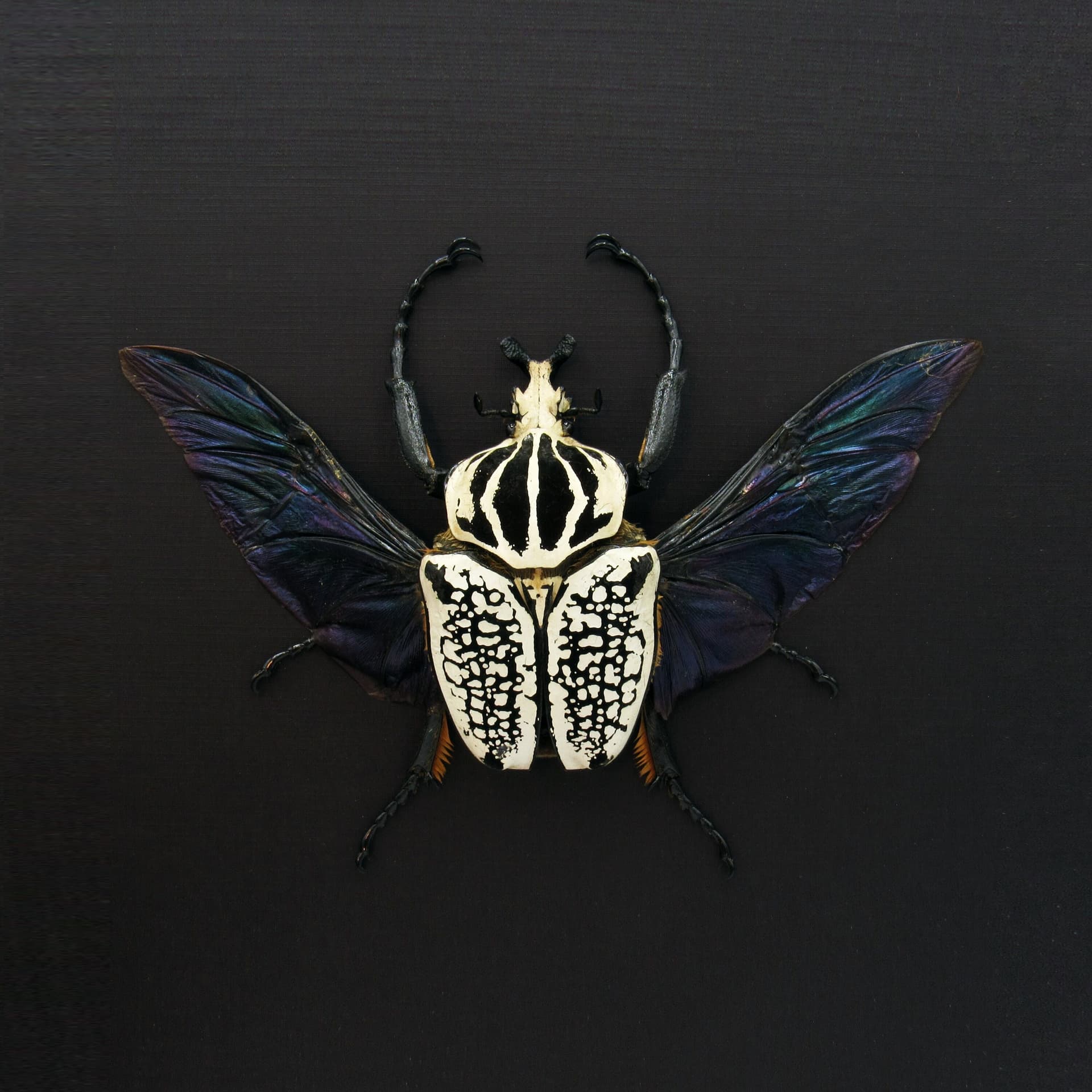 Real XL Flower Beetle framed taxidermy - Goliathus orientalis