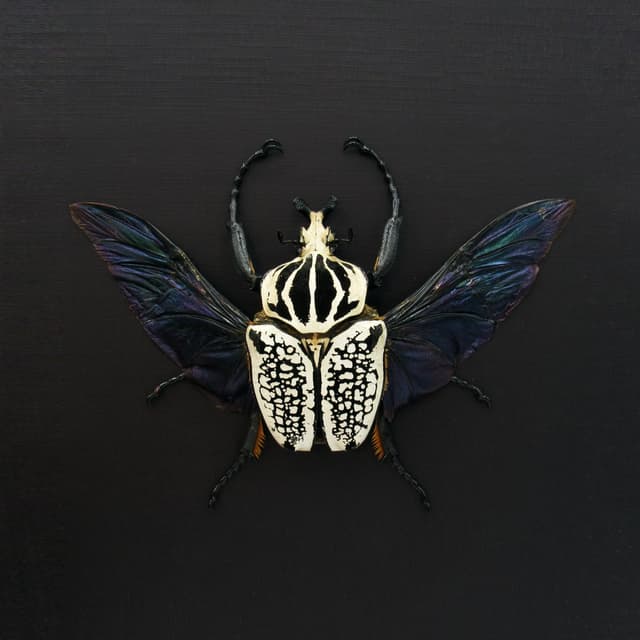 Real XL Flower Beetle framed taxidermy - Goliathus orientalis