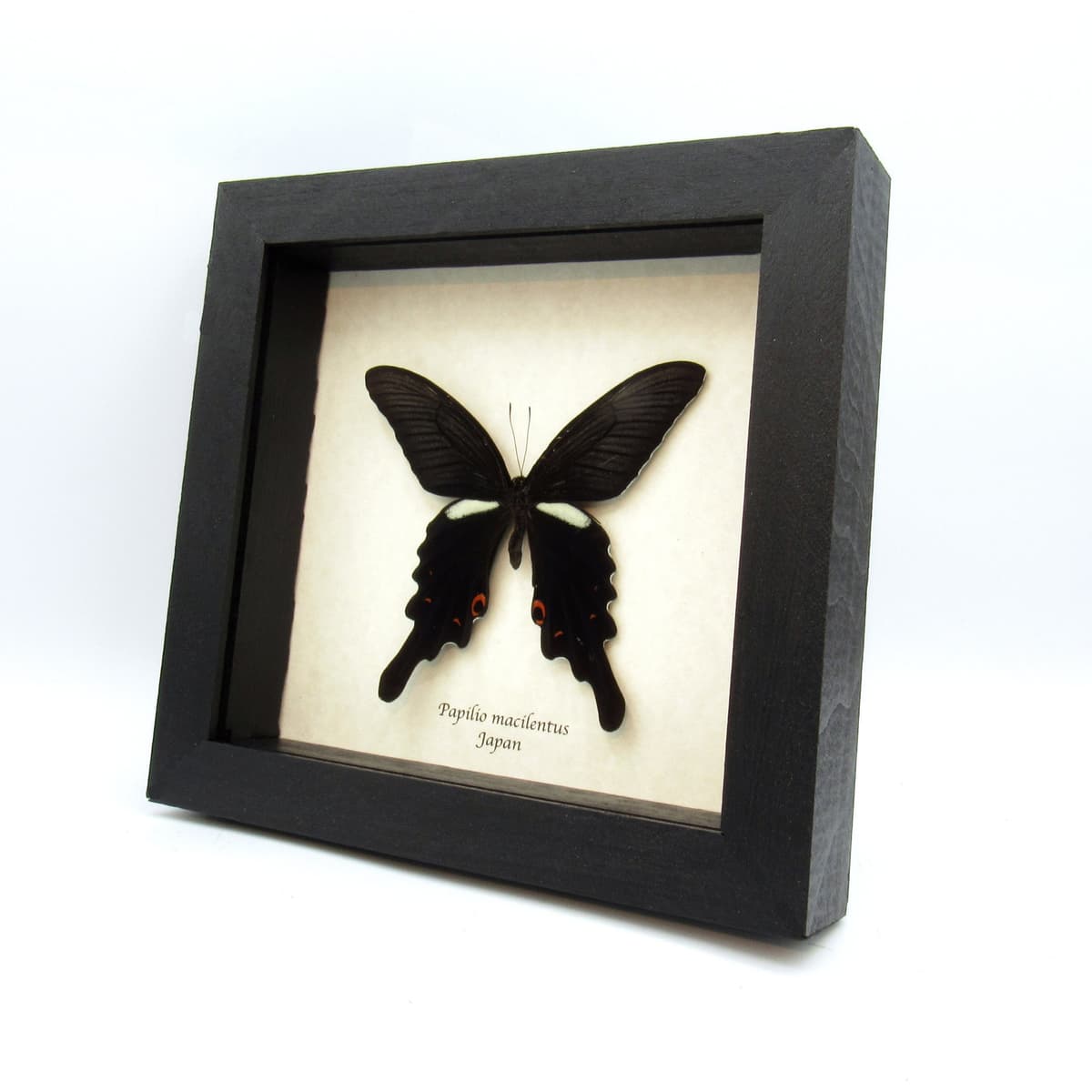 Very large real Long Tailed Spangle Swallowtail butterfly framed taxidermy - Papilio macilentus - female
