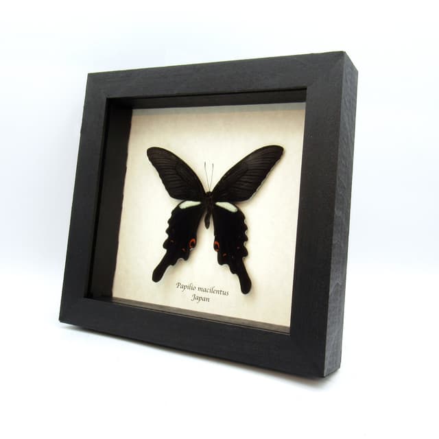 Very large real Long Tailed Spangle Swallowtail butterfly framed taxidermy - Papilio macilentus - female