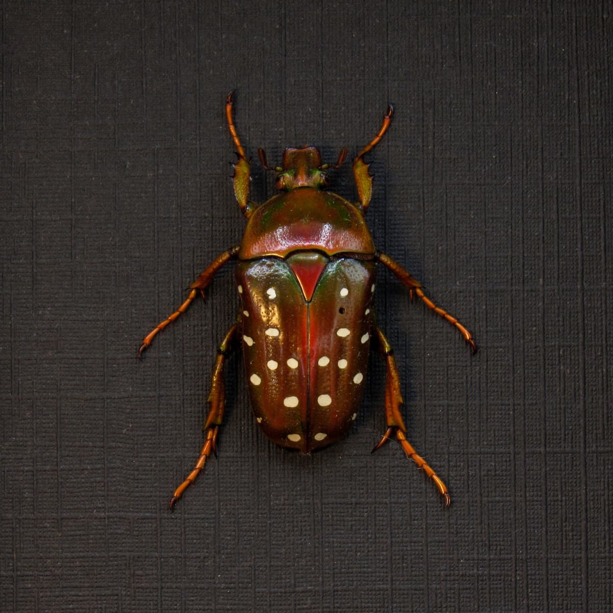 Real Polka Dot Scarab Beetle framed taxidermy - Stephanorrhina adelpha