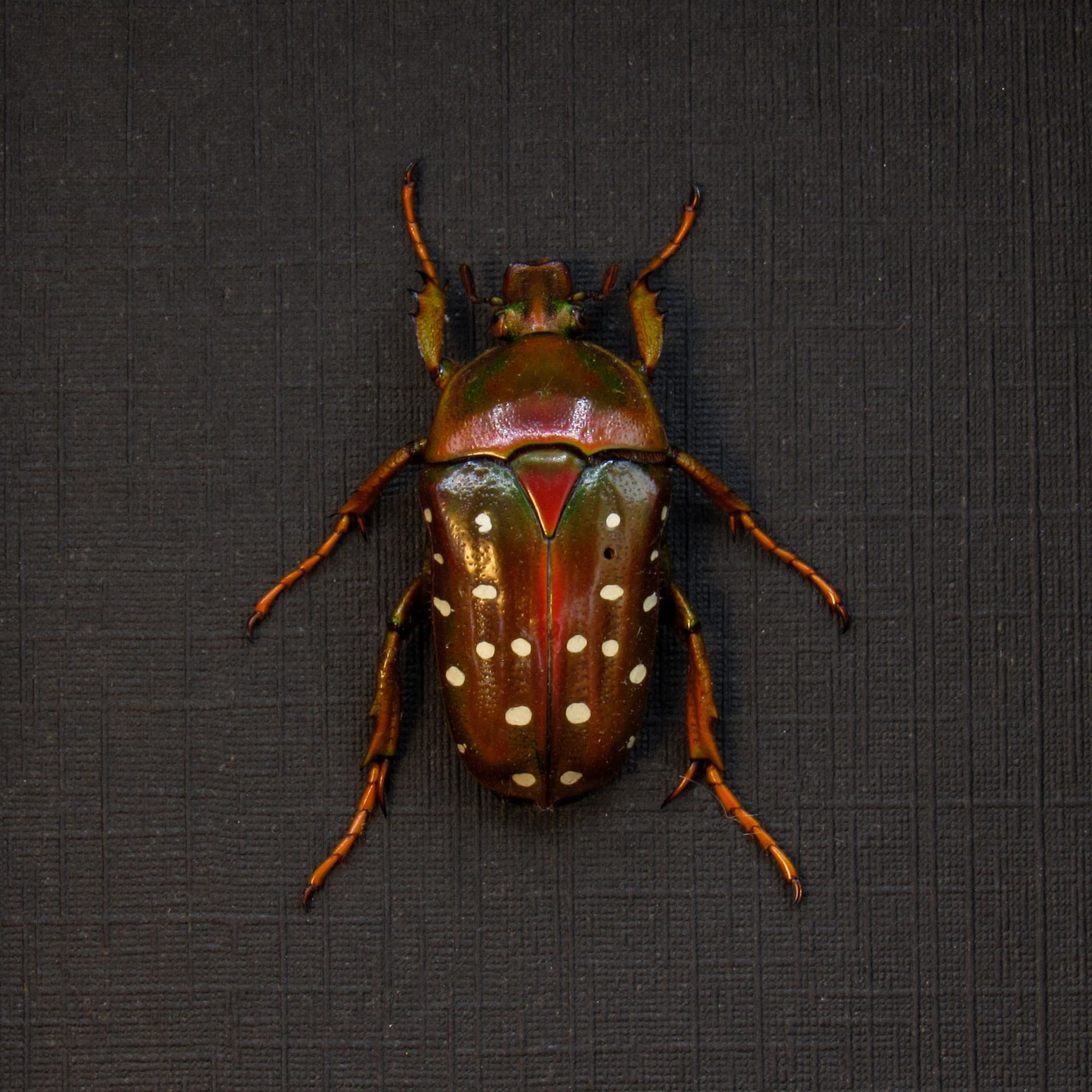 Real Polka Dot Scarab Beetle framed taxidermy - Stephanorrhina adelpha