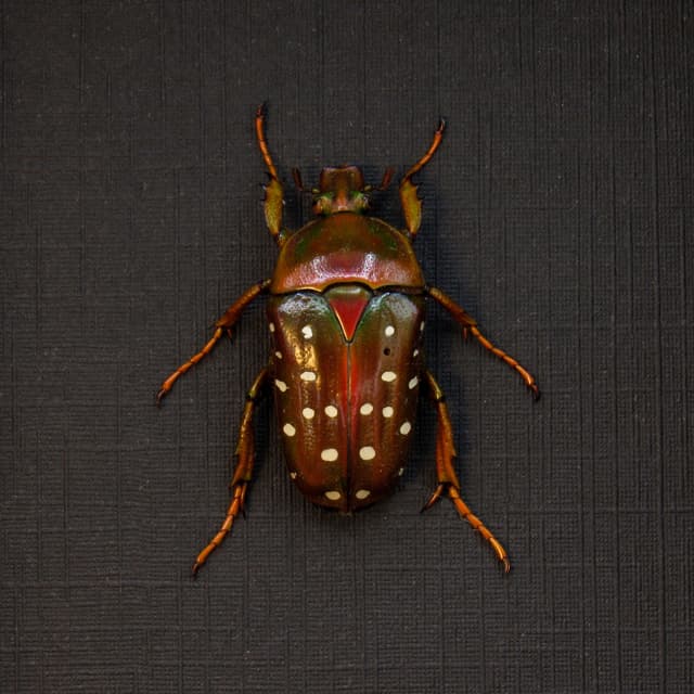 Real Polka Dot Scarab Beetle framed taxidermy - Stephanorrhina adelpha