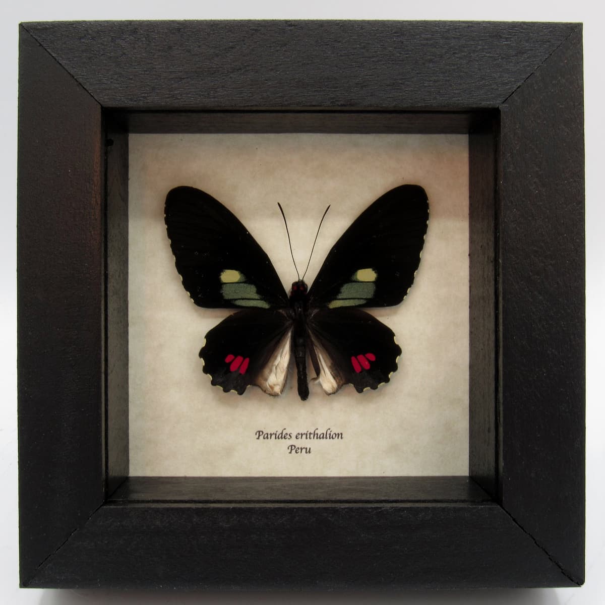Real butterfly framed taxidermy - Parides erithalion