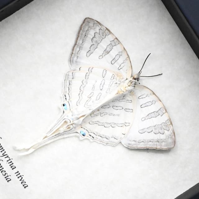 Real large white hairstreak butterfly framed taxidermy - Neomyrina nivea - female - Victorian mount