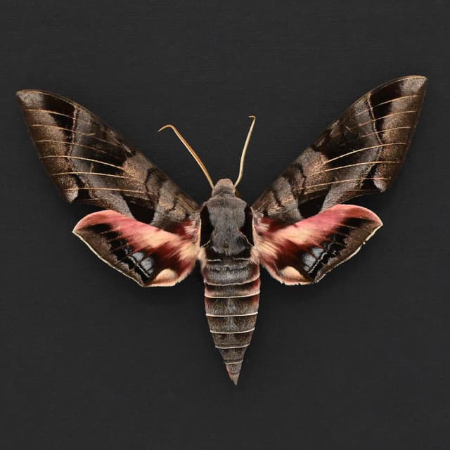 Giant Typhon sphinx moth framed taxidermy - Eumorpha typhon - large female