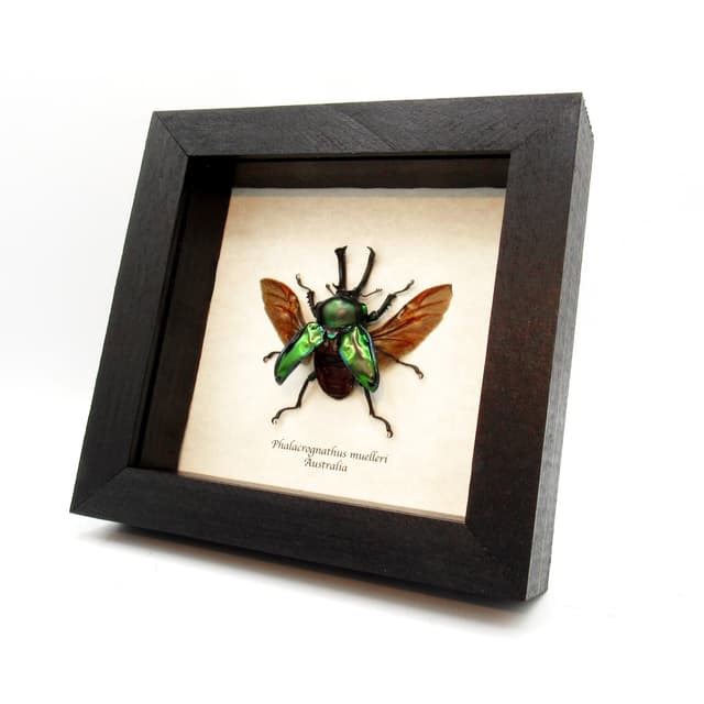 Rare large Rainbow Stag beetle framed taxidermy - Phalacrognathus muelleri