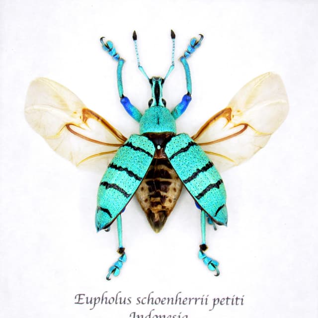Real Weevil beetle framed taxidermy - Eupholus shoenherri petiti - wings open
