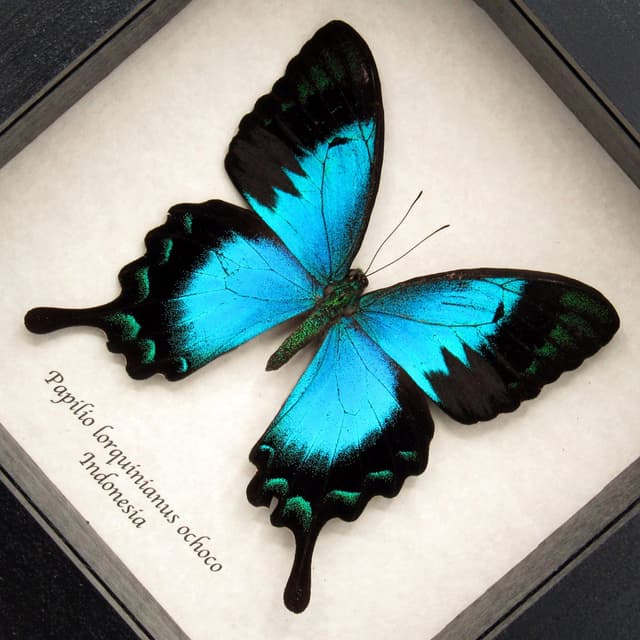 Rare framed taxidermy Sea Green Swallowtail butterfly - Papilio lorquinianus ochoco
