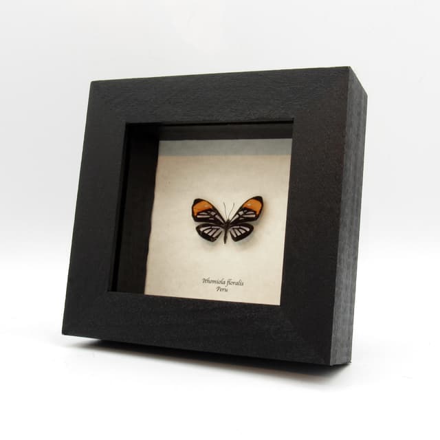 Real Glass Wing mimic butterfly framed taxidermy - Ithomiola floralis - female