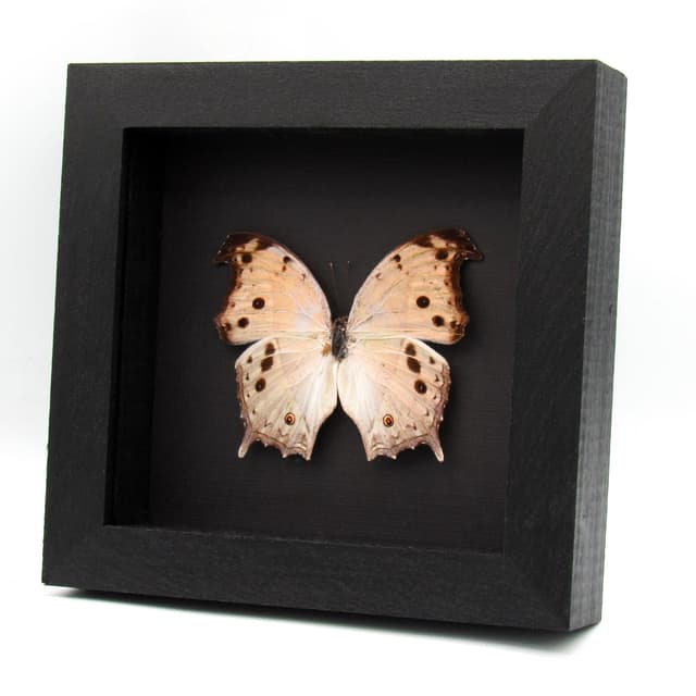 Mother of Pearl framed taxidermy butterfly - Salamis parhassus