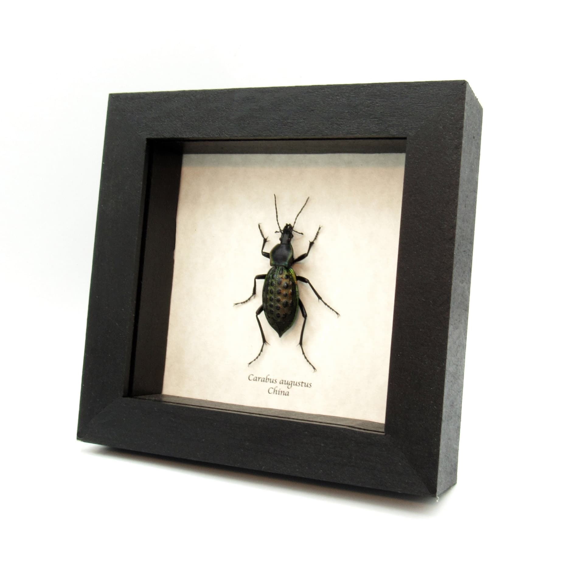 Real large green Ground beetle framed taxidermy - Carabus augustus