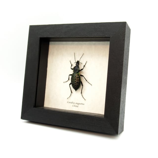 Real large green Ground beetle framed taxidermy - Carabus augustus