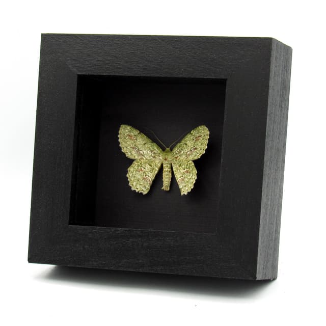 Real Green Geometer moth framed specimen - Herochroma cristata