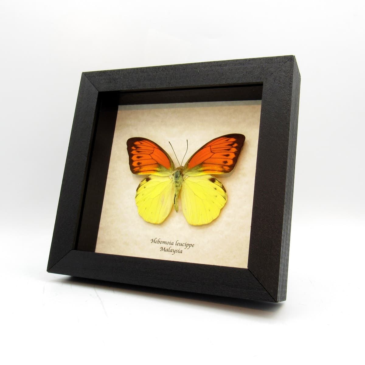 Real neon orange butterfly framed taxidermy - Hebomoia leucippe