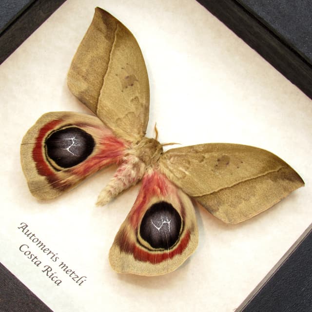Real Giant Saturn moth framed taxidermy - Automeris metzli