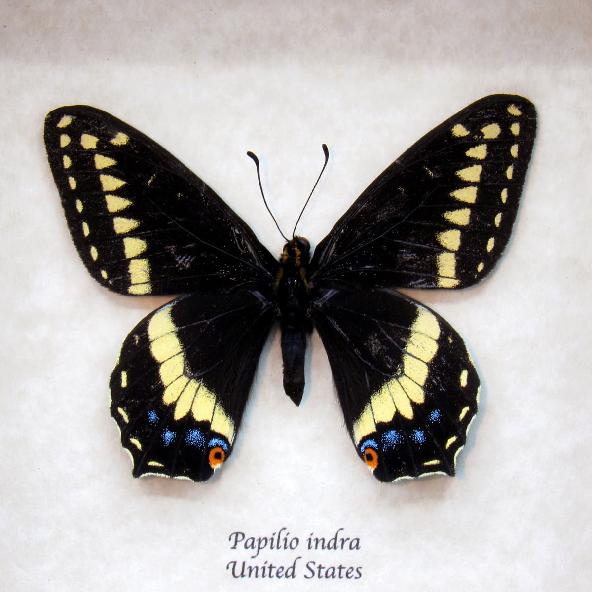 Real black Indra Swallowtail butterfly framed taxidermy - Papilio indra