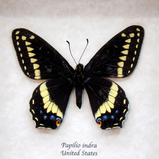 Real black Indra Swallowtail butterfly framed taxidermy - Papilio indra