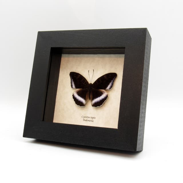 Real Horsefield's Baron butterfly framed taxidermy - Cynitia iapis