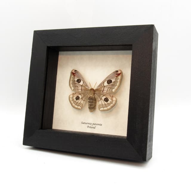 Real Saturn moth framed taxidermy - Saturnia pavonia - female