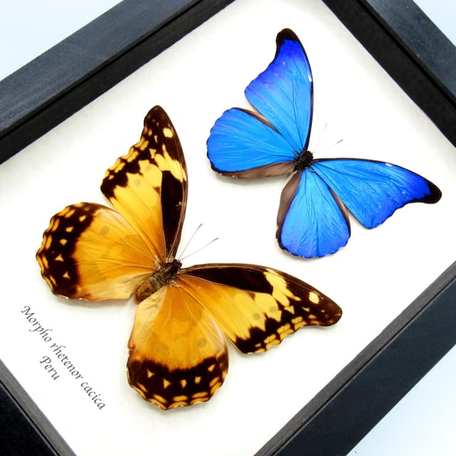 Real Morpho butterflies framed taxidermy - Morpho rhetenor cacica - male and female pair